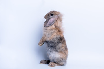Obraz premium Gray brown fur rabbit Standing with 2 hind legs and looking sideways, On white background, to pet and animal concept.