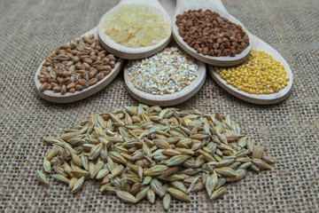 Obraz premium Composition of wooden spoons on which grains and cereals are located. Wheat, rice, buckwheat, millet, oats.