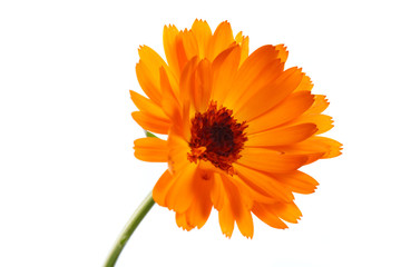 Bright orange calendula flower Isolated on a white background. - obrazy, fototapety, plakaty