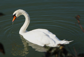swan on lake