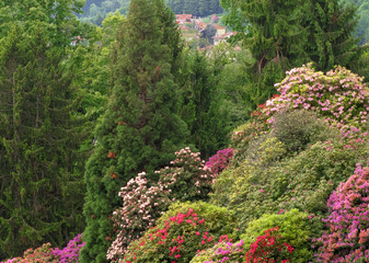 Burcina Park Nature Reserve, panoramic point on the valley of the rhododendrons in springtime