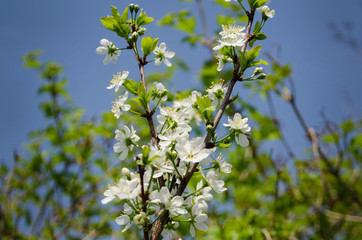 Cherry orchard in full bloom. Flowering branch against the blue sky with selective focus.