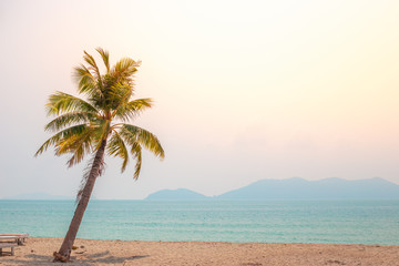 coconut tree by the sea on a deserted beach