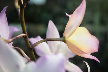 Fototapeta premium flower with ants