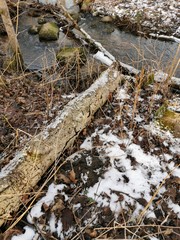 Stream in the forest in the spring.Fallen trees covered with moss.Melted snow.Dry grass and broken branches.Brown grass