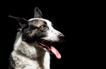 Dog looking to the side in the studio