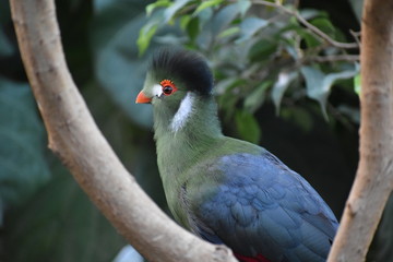 Beautiful birds nature captured in Canada