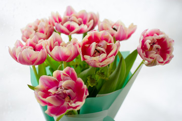 beautiful lush bouquet of pink tulips in a green wrapper near the window with raindrops