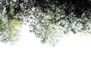 tree with green leaves on white background