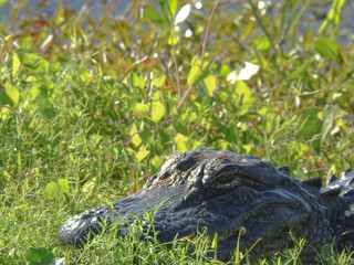 Alligator sunning itself in the Orlando Wetlands, Florida