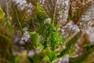 The organic cultivation of lettuce