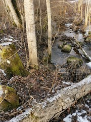 Stream in the forest in the spring.Fallen trees covered with moss.Melted snow.Dry grass and broken branches.Brown grass