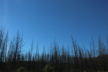 Bosque quemado