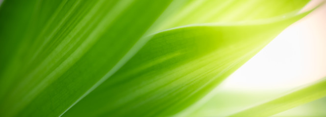 Beautiful nature view of green leaf on blurred greenery background in garden and sunlight with copy space using as background natural green plants landscape, ecology, fresh wallpaper concept.