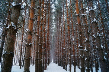  winter forest