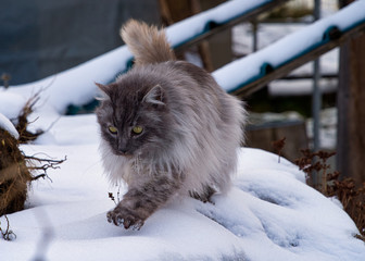 Türkische Angora Katze mit grauem Langhaarfell und grünen Augen im Schnee im Winter im Garten