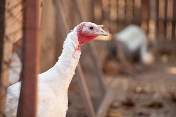 portrait of turkey