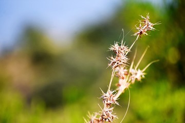 Grass and its flowers