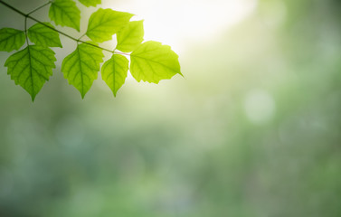 Beautiful nature view of green leaf on blurred greenery background in garden and sunlight with copy space using as background natural green plants landscape, ecology, fresh wallpaper concept.