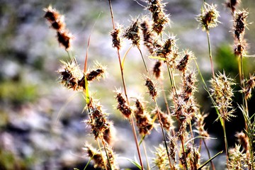 Grass and its flowers