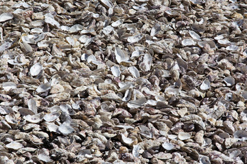 Oyster shells at market in Cancale