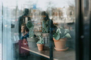 Succulents and cactus in a clay pot in a cafe window or coffee shop. Restaurant with empty window for mockup, logo or text promotion.