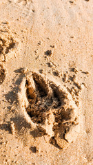 Dog footprint in sand