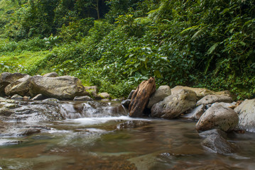 Naklejka na ściany i meble View of river in the rainforest, bogor Indonesia