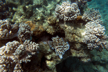 View of beautiful coral reef