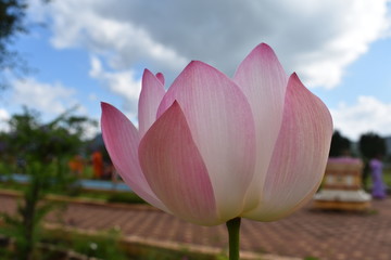 Nature beauty pink lotus flower