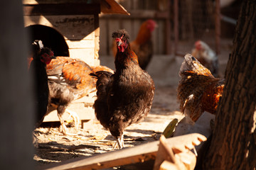 hen and chickens in farm