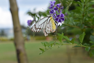 Colorful butterfly insect on the flower makes it even more beautiful 