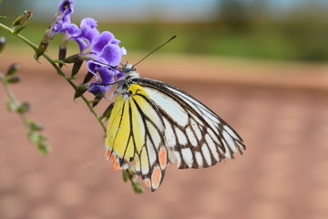 Colorful butterfly insect on the flower makes it even more beautiful 
