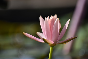 Nature with beautiful pink lotus flower