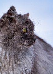 Naklejka na ściany i meble Türkische Angora Katze mit grauem Langhaarfell und grünen Augen im Schnee im Winter im Garten