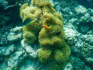 nemo at home clownfish