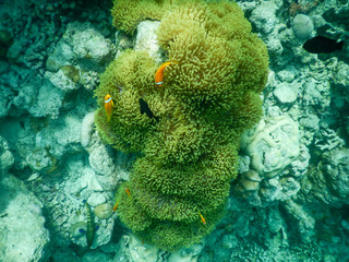 nemo at home clownfish