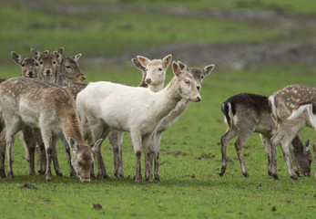 Naklejka na ściany i meble A herd of Fallow Deers, Dama dama, females and fawns grazing in a field.