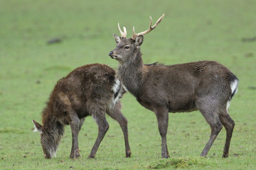 A stag Manchurian Sika Deer, Cervus nippon mantchuricus, is standing in a field next to a fawn who is grazing.