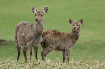 A pretty female Manchurian Sika Deer, Cervus nippon mantchuricus, and a cute fawn are standing in a...