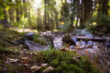 Fototapeta premium Wasserlauf im Wald