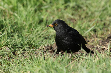 A stunning male Blackbird, Turdus merula, hunting for earthworms in the grass.