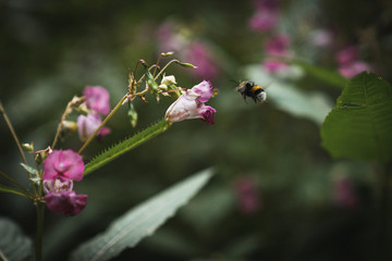 Eine Hummel in einer Blüte