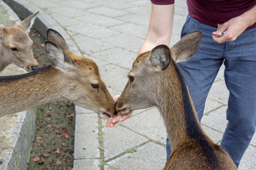 Tourist feeding deers in Nara, Japan