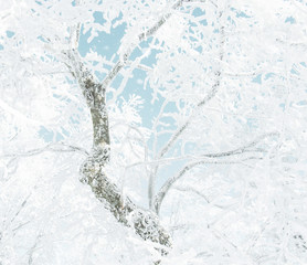Beautiful frost tree in winter forest.