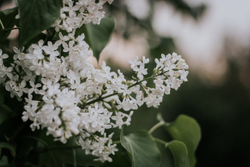 bouquet of white flowers