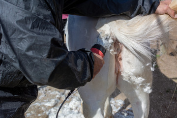 Fototapeta na wymiar Man shearing a white horse with a professional clipper