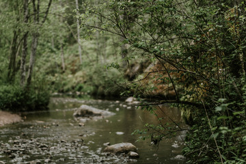 Naklejka na ściany i meble river in forest