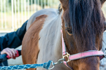 Close up of Brown horse eye and Blurred Man that sheares using a professional clipper.