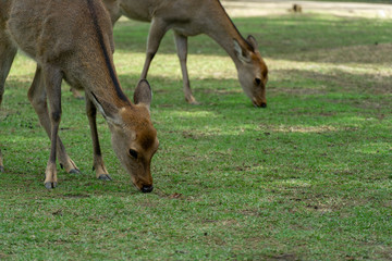 Deers in Nara in Japan